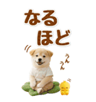 癒ししばいぬの気軽な敬語スタンプ【BIG】（個別スタンプ：26）