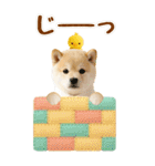 癒ししばいぬの気軽な敬語スタンプ【BIG】（個別スタンプ：28）