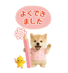 癒ししばいぬの気軽な敬語スタンプ【BIG】（個別スタンプ：30）