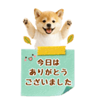 癒ししばいぬの気軽な敬語スタンプ【BIG】（個別スタンプ：31）