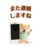 癒ししばいぬの気軽な敬語スタンプ【BIG】（個別スタンプ：38）