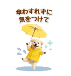 癒ししばいぬの気軽な敬語スタンプ【BIG】（個別スタンプ：39）