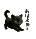 黒猫デイズ、時々ラブ！（個別スタンプ：1）