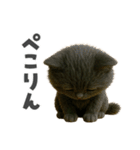 黒猫デイズ、時々ラブ！（個別スタンプ：4）
