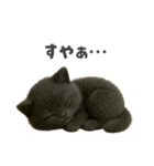 黒猫デイズ、時々ラブ！（個別スタンプ：9）