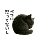 黒猫デイズ、時々ラブ！（個別スタンプ：15）