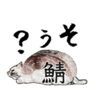 お寿司ねこbyにゃん吉ドーナツ（個別スタンプ：6）