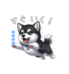 マラミュート カスタム（個別スタンプ：37）