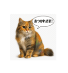 可愛い過ぎる癒し猫⓷（個別スタンプ：2）