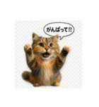 可愛い過ぎる癒し猫⓷（個別スタンプ：15）