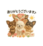 ふわふわチワワの まごころ便（個別スタンプ：12）