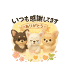 ふわふわチワワの まごころ便（個別スタンプ：13）
