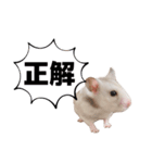 最高なハムスターのスタンプ（個別スタンプ：8）