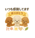 ふわふわトイプードルの まごころ便（個別スタンプ：13）