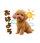 毎日使えるかわいいトイプードル（個別スタンプ：1）