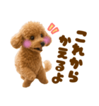 毎日使えるかわいいトイプードル（個別スタンプ：4）