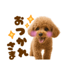 毎日使えるかわいいトイプードル（個別スタンプ：5）