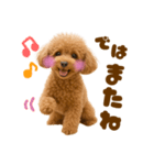 毎日使えるかわいいトイプードル（個別スタンプ：7）