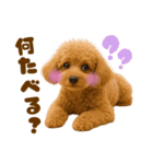 毎日使えるかわいいトイプードル（個別スタンプ：8）