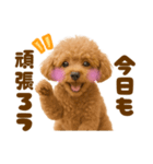 毎日使えるかわいいトイプードル（個別スタンプ：11）