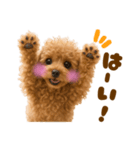 毎日使えるかわいいトイプードル（個別スタンプ：12）