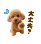 毎日使えるかわいいトイプードル（個別スタンプ：20）