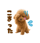 毎日使えるかわいいトイプードル（個別スタンプ：21）