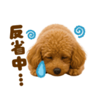 毎日使えるかわいいトイプードル（個別スタンプ：24）