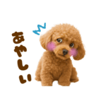 毎日使えるかわいいトイプードル（個別スタンプ：25）