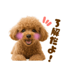 毎日使えるかわいいトイプードル（個別スタンプ：32）