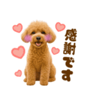 毎日使えるかわいいトイプードル（個別スタンプ：34）