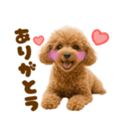 毎日使えるかわいいトイプードル（個別スタンプ：35）