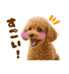 毎日使えるかわいいトイプードル（個別スタンプ：37）
