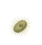 [アレンジ用]古代生物どう使う？（個別スタンプ：8）