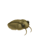 [アレンジ用]古代生物どう使う？（個別スタンプ：14）