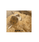 ゴルハムきんりん3（個別スタンプ：2）