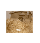 ゴルハムきんりん3（個別スタンプ：7）