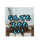 熊本弁スペシャル（個別スタンプ：40）
