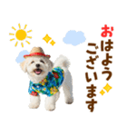 ふわふわビションの真夏日和（個別スタンプ：1）