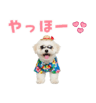ふわふわビションの真夏日和（個別スタンプ：2）