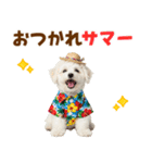 ふわふわビションの真夏日和（個別スタンプ：4）