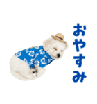 ふわふわビションの真夏日和（個別スタンプ：5）