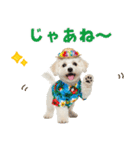 ふわふわビションの真夏日和（個別スタンプ：6）