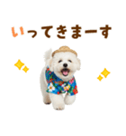 ふわふわビションの真夏日和（個別スタンプ：8）