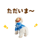 ふわふわビションの真夏日和（個別スタンプ：9）