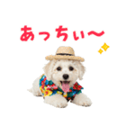 ふわふわビションの真夏日和（個別スタンプ：10）