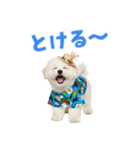 ふわふわビションの真夏日和（個別スタンプ：11）