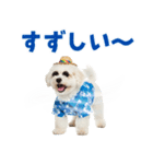 ふわふわビションの真夏日和（個別スタンプ：12）