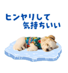 ふわふわビションの真夏日和（個別スタンプ：13）