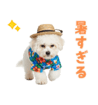 ふわふわビションの真夏日和（個別スタンプ：14）